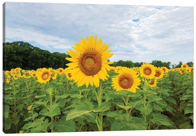 Sunflowers in field, Jasper County, Illinois. Canvas Art Print
