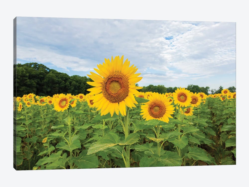 Sunflowers in field, Jasper County, Illinois. by Richard & Susan Day 1-piece Art Print