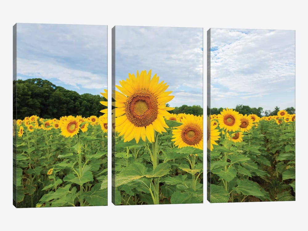 Sunflowers in field, Jasper County, Illinois. by Richard & Susan Day 3-piece Canvas Print