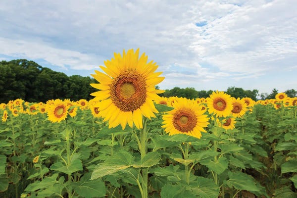Illinois: Sunflowers in field, Jasper County, Illinois. by Richard & Susan Day