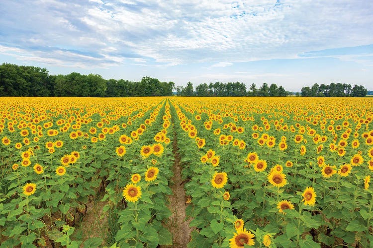 Sunflowers in field, Jasper County, Illinois.