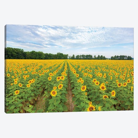 Sunflowers in field, Jasper County, Illinois. Canvas Print #RSD35} by Richard & Susan Day Canvas Wall Art