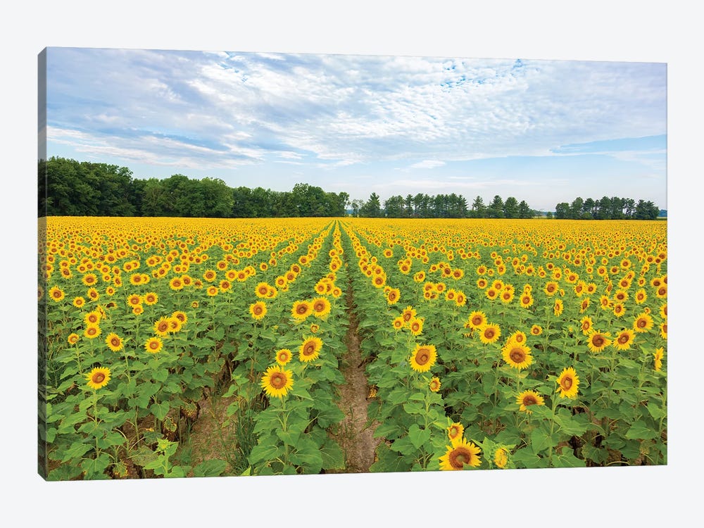 Sunflowers in field, Jasper County, Illinois. by Richard & Susan Day 1-piece Canvas Art
