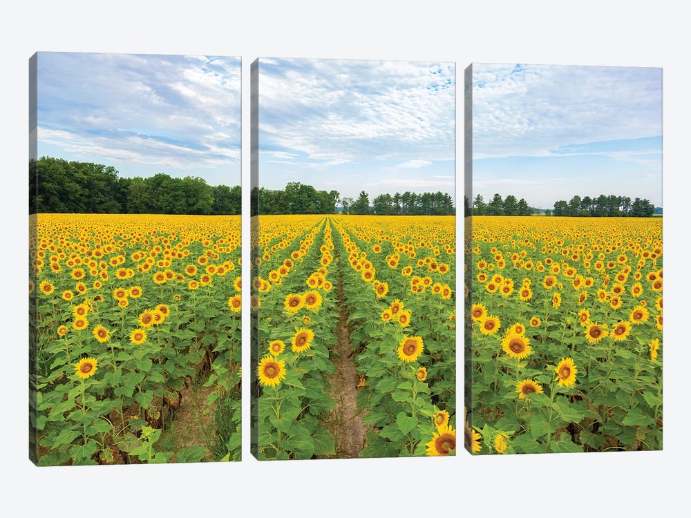 Sunflowers in field, Jasper County, Illinois. by Richard & Susan Day 3-piece Canvas Wall Art