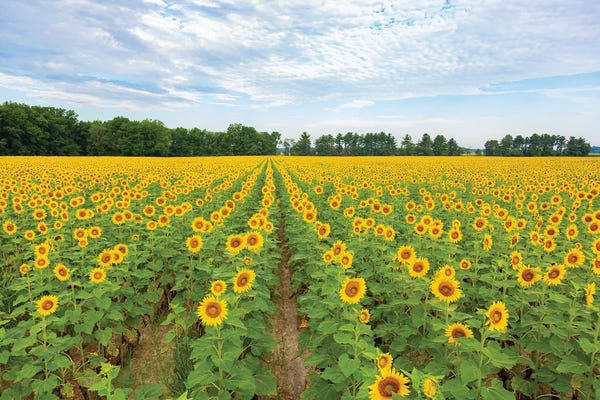 Sunflowers In Field Jasper County Illinois Ver. II