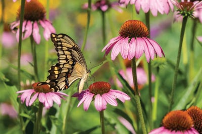 Giant Swallowtail on Purple Coneflower. Marion County, Illinois, USA. by Richard & Susan Day framed canvas print