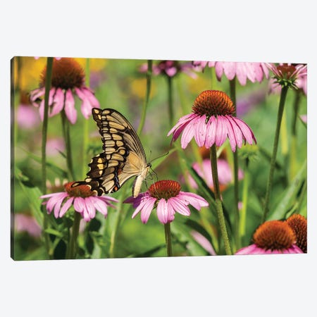 Giant Swallowtail on Purple Coneflower. Marion County, Illinois, USA. Canvas Print #RSD36} by Richard & Susan Day Canvas Art
