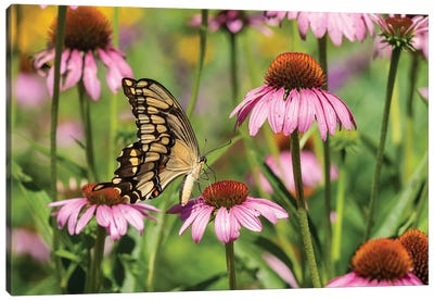 Giant Swallowtail on Purple Coneflower. Marion County, Illinois, USA. Canvas Art Print