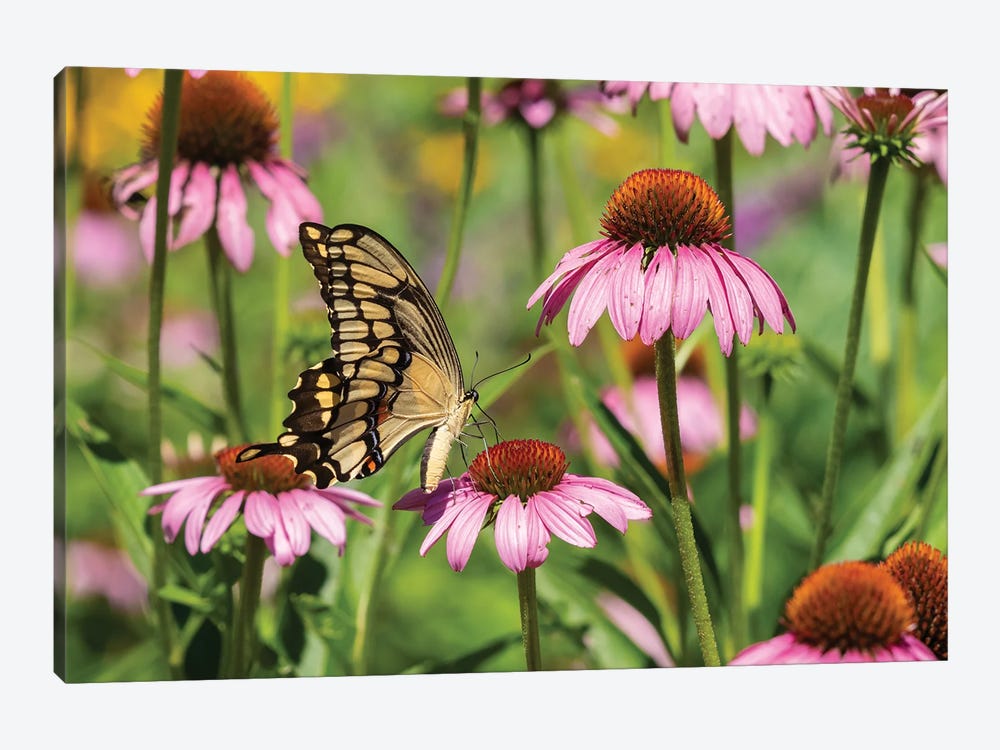 Giant Swallowtail on Purple Coneflower. Marion County, Illinois, USA. by Richard & Susan Day 1-piece Canvas Print