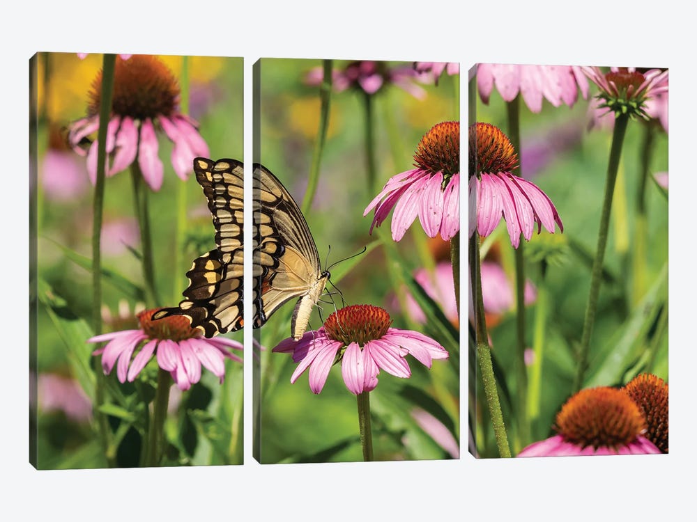 Giant Swallowtail on Purple Coneflower. Marion County, Illinois, USA. by Richard & Susan Day 3-piece Canvas Print