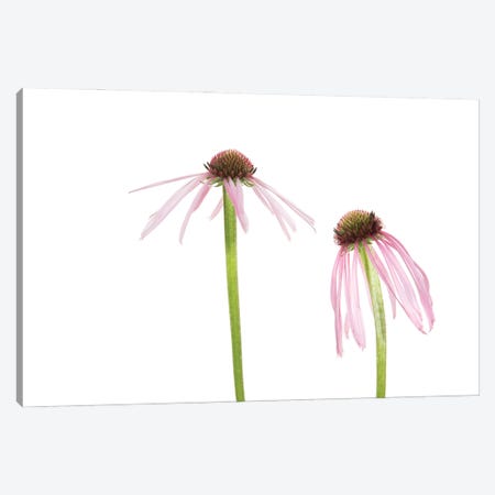 Pale Purple Coneflowers. Marion County, Illinois, USA. Canvas Print #RSD37} by Richard & Susan Day Canvas Art