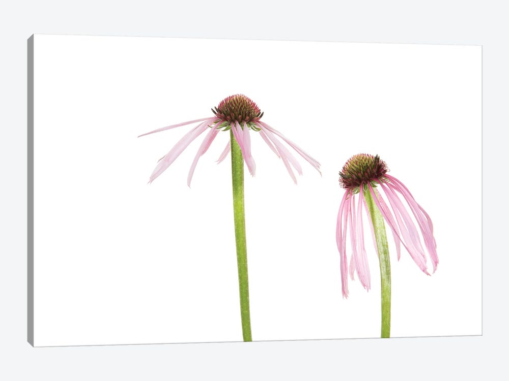 Pale Purple Coneflowers. Marion County, Illinois, USA. by Richard & Susan Day 1-piece Canvas Wall Art