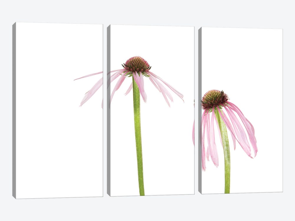 Pale Purple Coneflowers. Marion County, Illinois, USA. by Richard & Susan Day 3-piece Canvas Wall Art