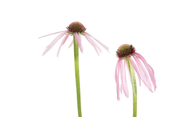 Cornflowers: Pale Purple Coneflowers I. Marion County, Illinois, USA. by Richard & Susan Day