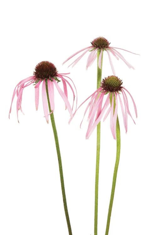 Pale Purple Coneflowers. Marion County, Illinois, USA.