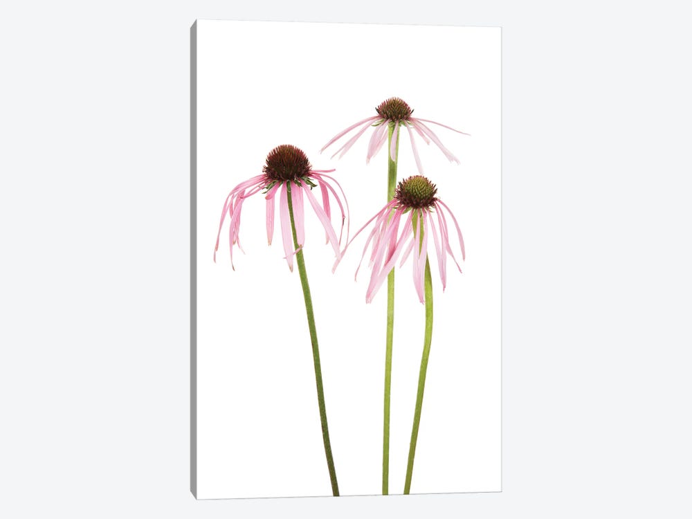 Pale Purple Coneflowers. Marion County, Illinois, USA. by Richard & Susan Day 1-piece Canvas Print