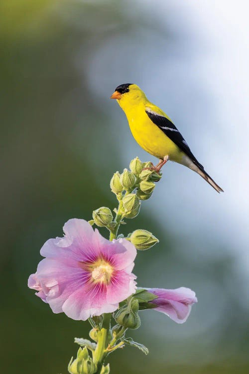 American Goldfinch Male On Hollyhock, Marion County, Illinois.