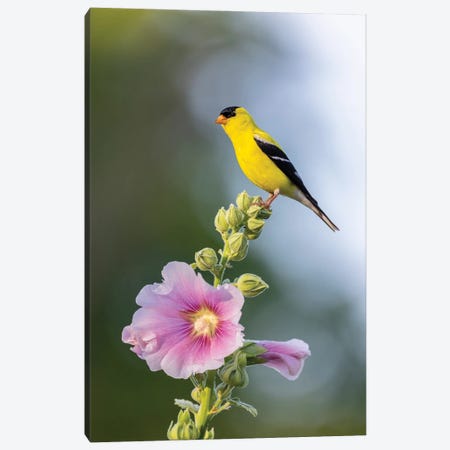 American Goldfinch Male On Hollyhock, Marion County, Illinois. Canvas Print #RSD39} by Richard & Susan Day Canvas Print