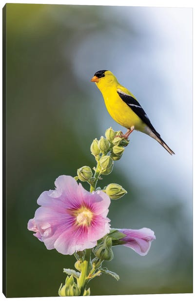 American Goldfinch Male On Hollyhock, Marion County, Illinois. Canvas Art Print