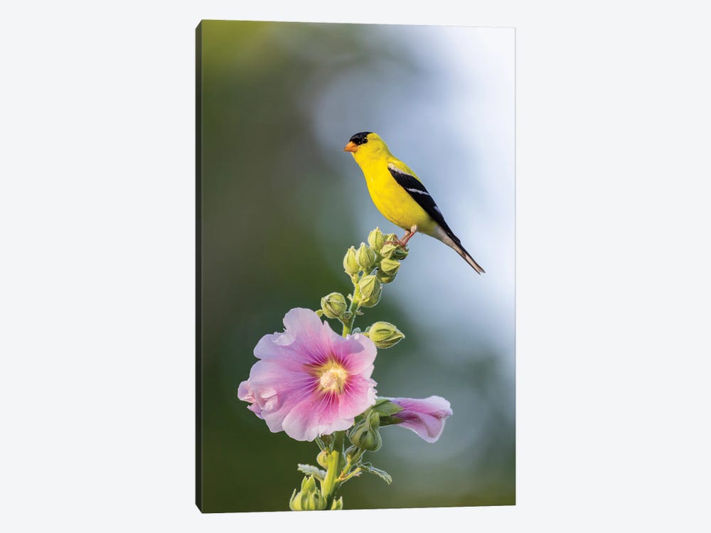 American Goldfinch Male On Hollyhock, Marion County, Illinois. by Richard & Susan Day 1-piece Canvas Artwork