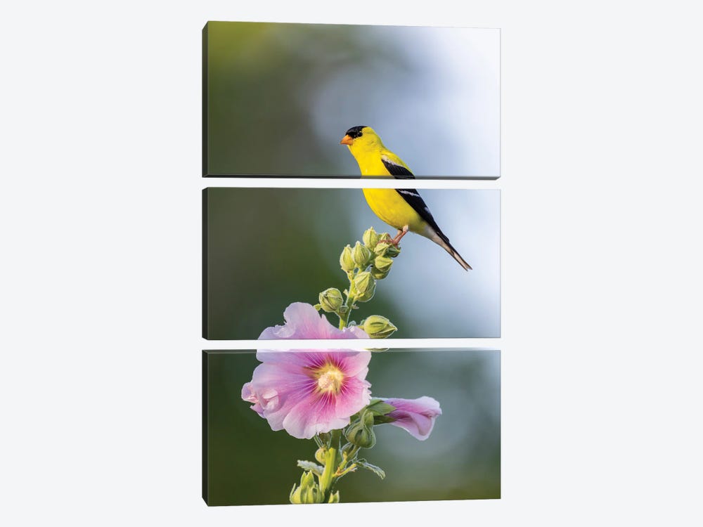American Goldfinch Male On Hollyhock, Marion County, Illinois. by Richard & Susan Day 3-piece Canvas Artwork