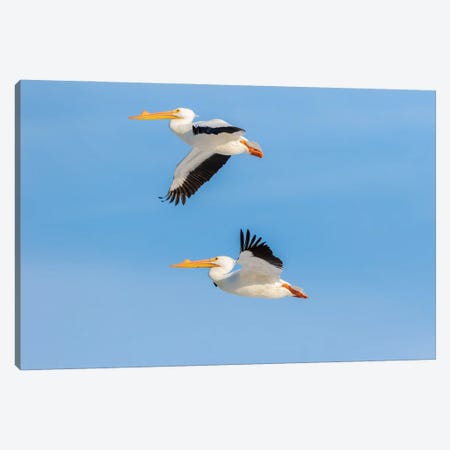 American White Pelicans Flying, Clinton County, Illinois. Canvas Print #RSD40} by Richard & Susan Day Canvas Art