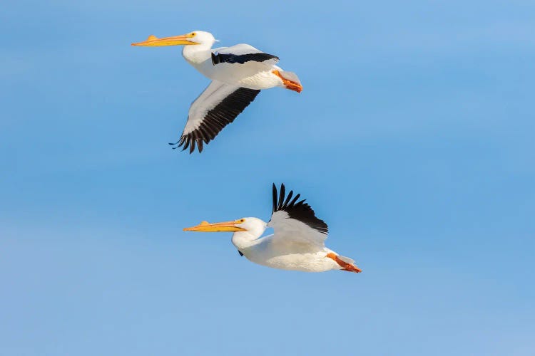 American White Pelicans Flying, Clinton County, Illinois.