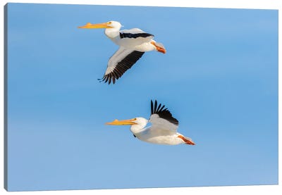 American White Pelicans Flying, Clinton County, Illinois. Canvas Art Print