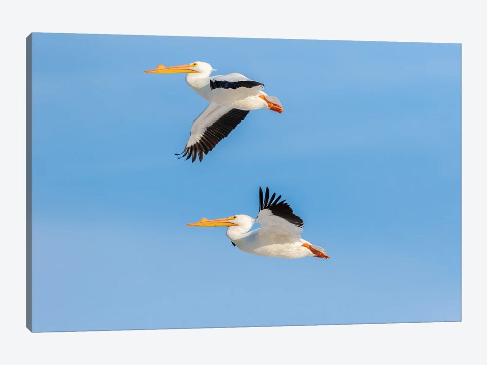 American White Pelicans Flying, Clinton County, Illinois. by Richard & Susan Day 1-piece Canvas Artwork