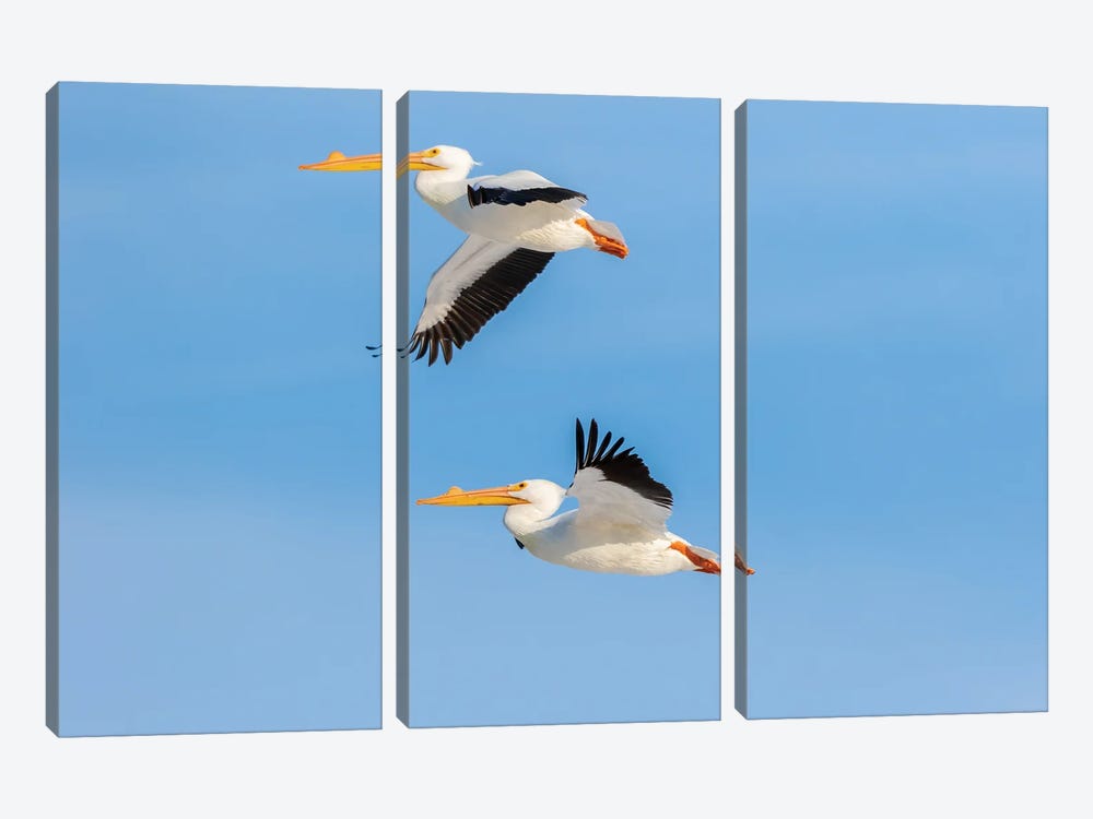 American White Pelicans Flying, Clinton County, Illinois. by Richard & Susan Day 3-piece Canvas Wall Art
