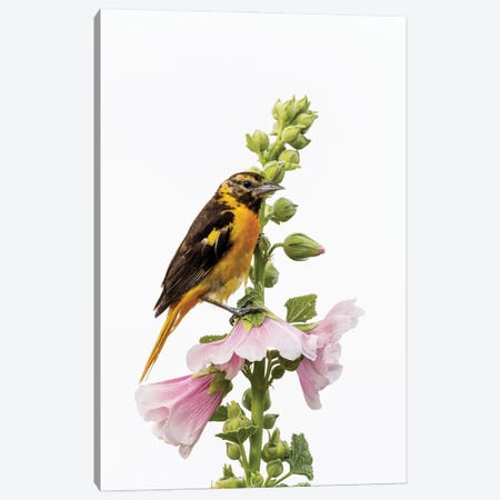 Baltimore Oriole Female On Hollyhock, Marion County, Illinois. Canvas Print #RSD41} by Richard & Susan Day Canvas Artwork