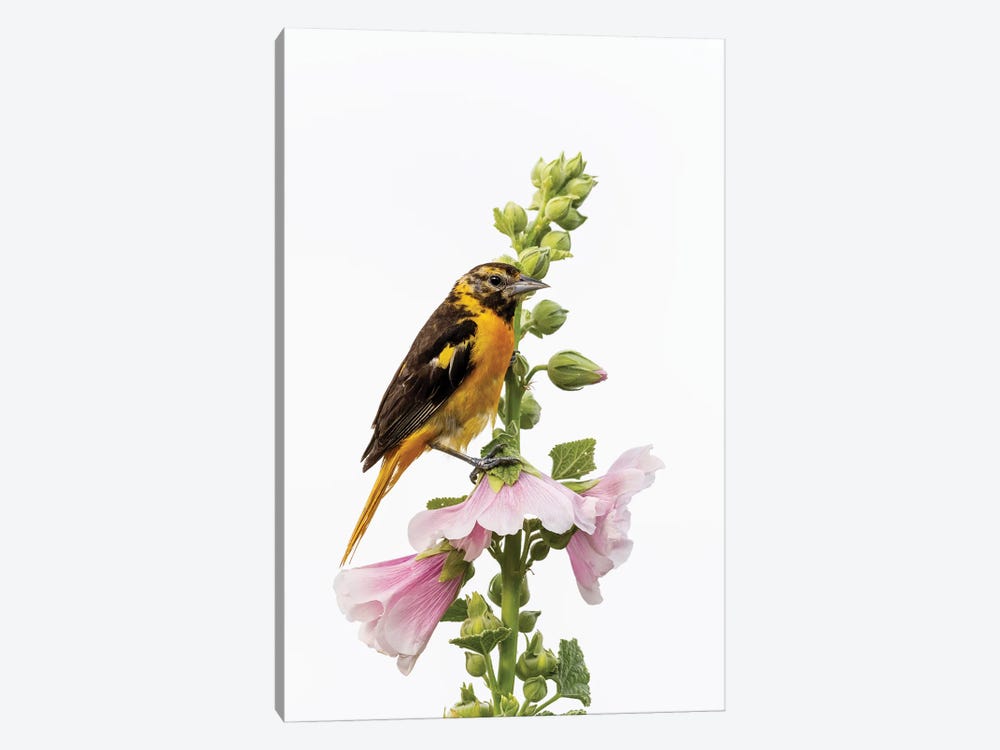 Baltimore Oriole Female On Hollyhock, Marion County, Illinois. by Richard & Susan Day 1-piece Canvas Art Print