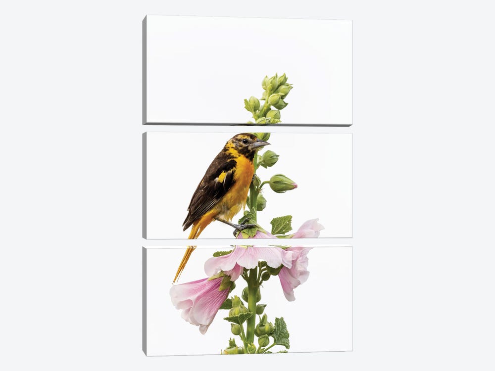 Baltimore Oriole Female On Hollyhock, Marion County, Illinois. by Richard & Susan Day 3-piece Canvas Print