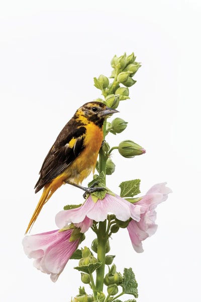Richard & Susan Day: Baltimore Oriole Female On Hollyhock, Marion County, Illinois. by Richard & Susan Day
