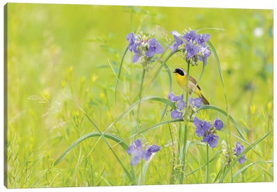 Common Yellowthroat Male In A Prairie In Spring, Jasper County, Illinois. Canvas Art Print