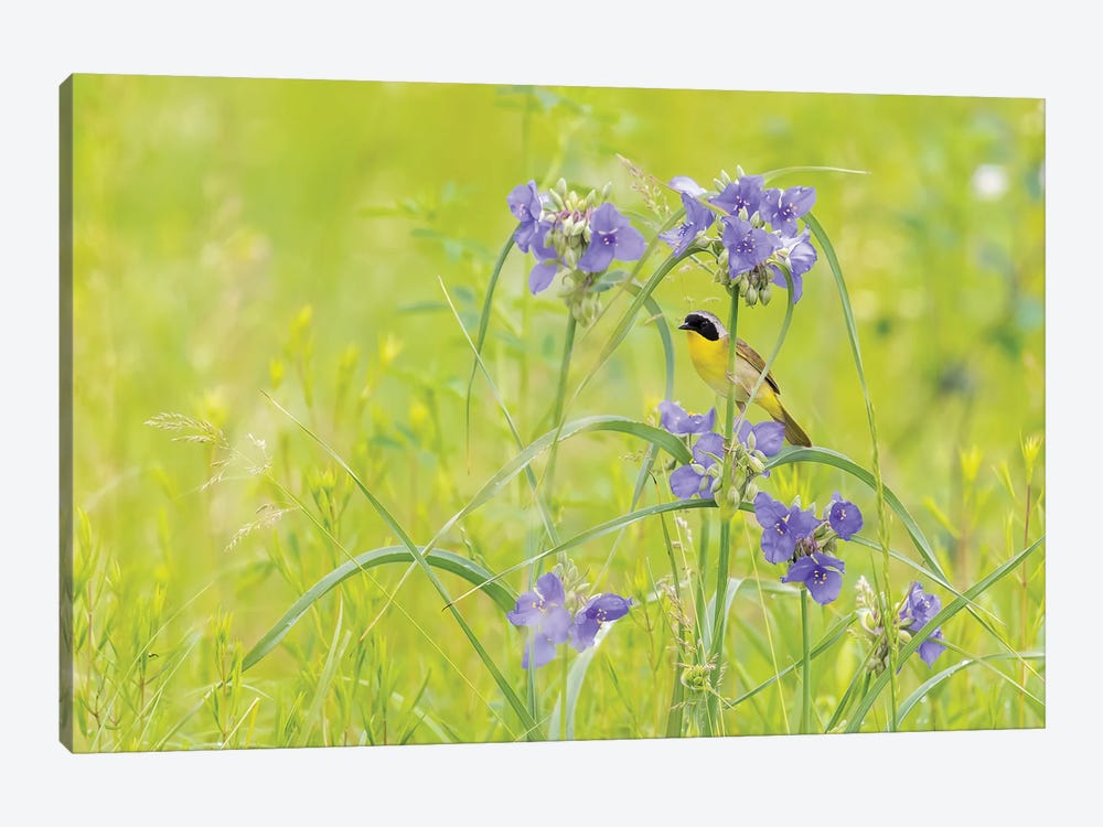 Common Yellowthroat Male In A Prairie In Spring, Jasper County, Illinois. by Richard & Susan Day 1-piece Canvas Art