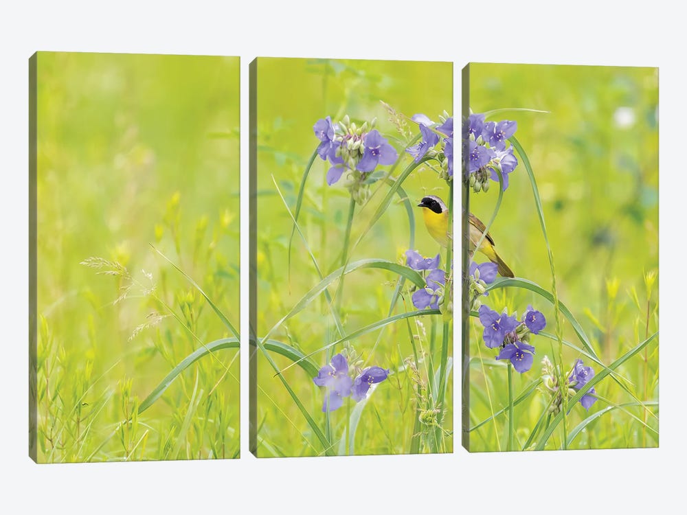 Common Yellowthroat Male In A Prairie In Spring, Jasper County, Illinois. by Richard & Susan Day 3-piece Canvas Art