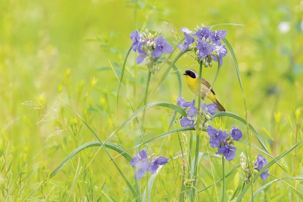 Richard & Susan Day: Common Yellowthroat Male In A Prairie In Spring, Jasper County, Illinois. by Richard & Susan Day