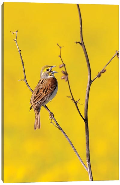 Dickcissel Male Singing In A Field With Butterweed, Marion County, Illinois. Canvas Art Print