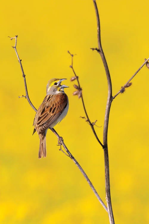 Dickcissel Male Singing In A Field With Butterweed, Marion County, Illinois.