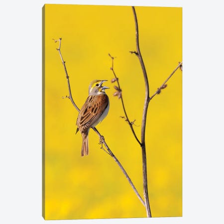 Dickcissel Male Singing In A Field With Butterweed, Marion County, Illinois. Canvas Print #RSD43} by Richard & Susan Day Canvas Art