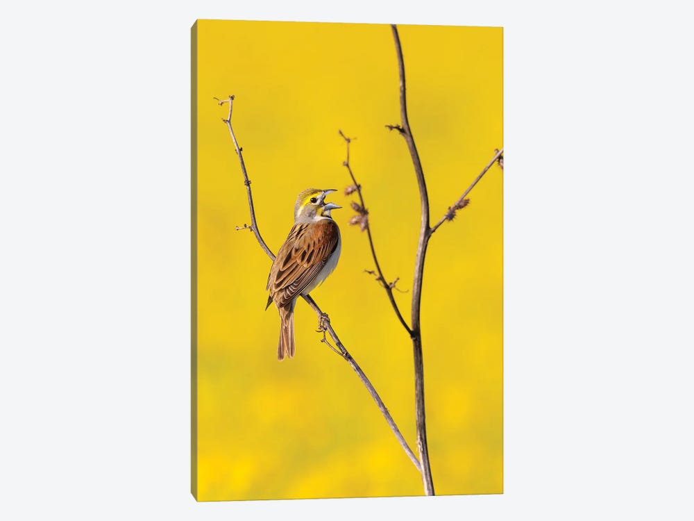 Dickcissel Male Singing In A Field With Butterweed, Marion County, Illinois. by Richard & Susan Day 1-piece Art Print