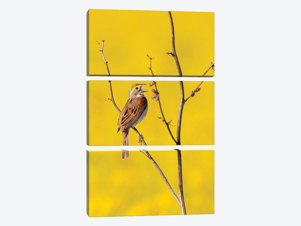 Dickcissel Male Singing In A Field With Butterweed, Marion County, Illinois. by Richard & Susan Day 3-piece Canvas Print