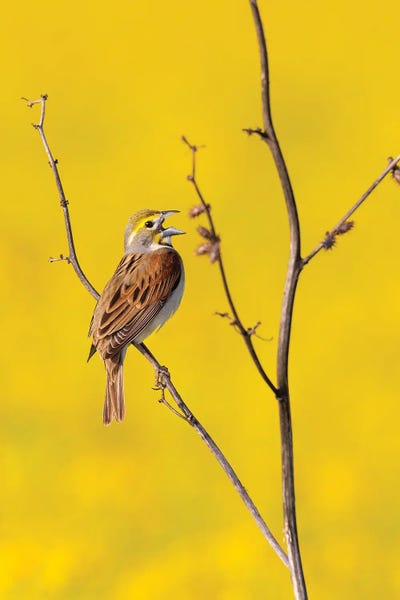 Richard & Susan Day: Dickcissel Male Singing In A Field With Butterweed, Marion County, Illinois. by Richard & Susan Day
