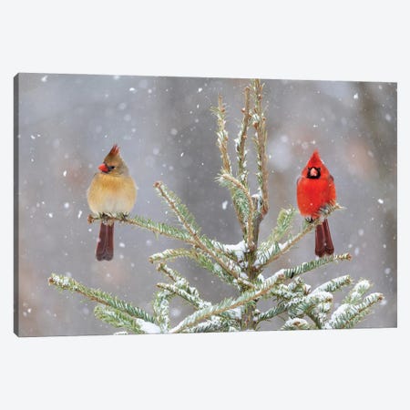 Northern Cardinal Male And Female In Spruce Tree In Winter Snow, Marion County, Illinois. Canvas Print #RSD44} by Richard & Susan Day Canvas Art Print