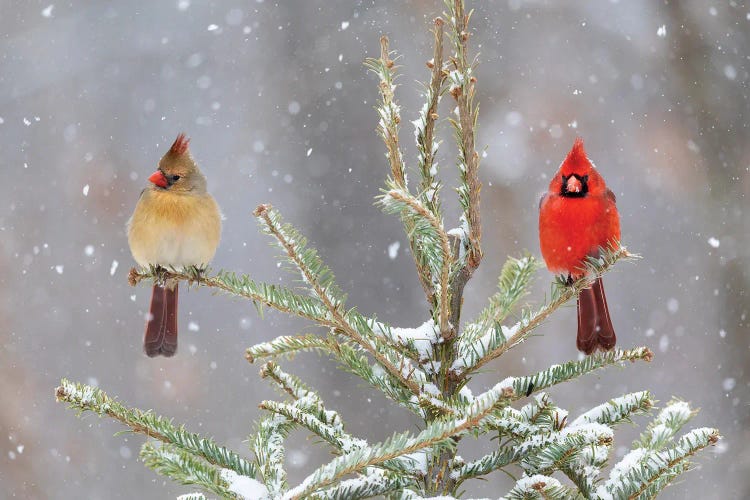 Northern Cardinal Male And Female In Spruce Tree In Winter Snow, Marion County, Illinois.