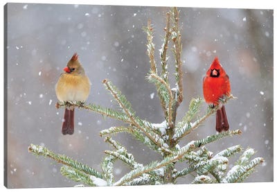 Northern Cardinal Male And Female In Spruce Tree In Winter Snow, Marion County, Illinois. Canvas Art Print