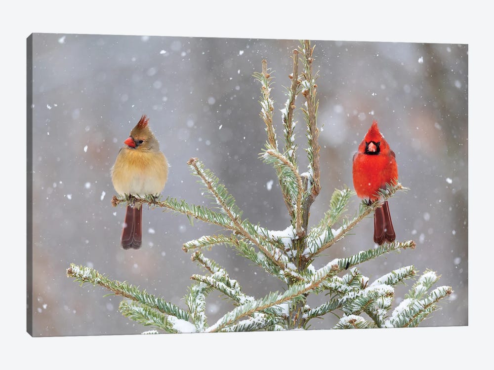 Northern Cardinal Male And Female In Spruce Tree In Winter Snow, Marion County, Illinois. by Richard & Susan Day 1-piece Canvas Artwork