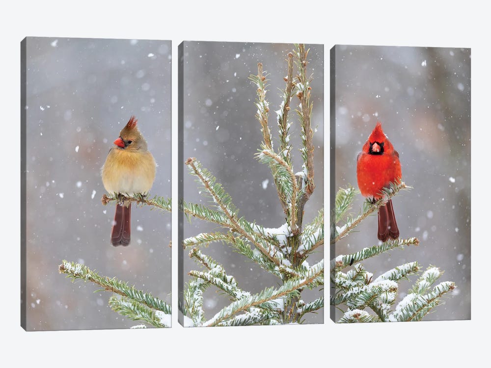 Northern Cardinal Male And Female In Spruce Tree In Winter Snow, Marion County, Illinois. by Richard & Susan Day 3-piece Canvas Artwork