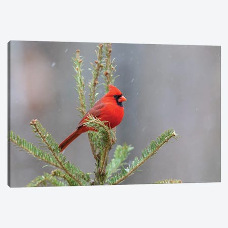 Bright Red - Northern Cardinal Canvas Wall Art by Brian Wolf | iCanvas